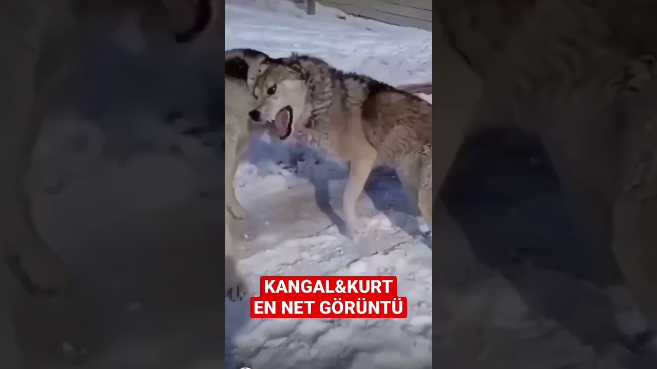 KURT ve KANGAL     #kangal #kurt #köpek #keşfet #video #vblog