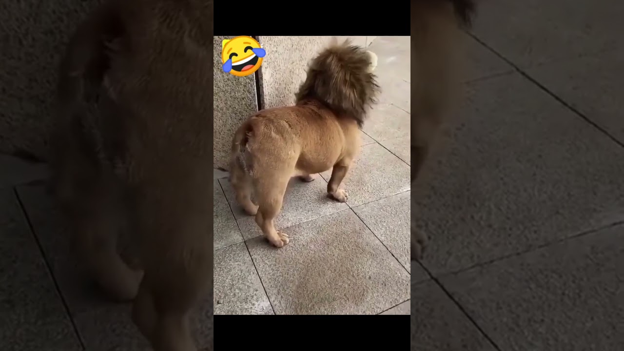 KuTa hai tu KuTa