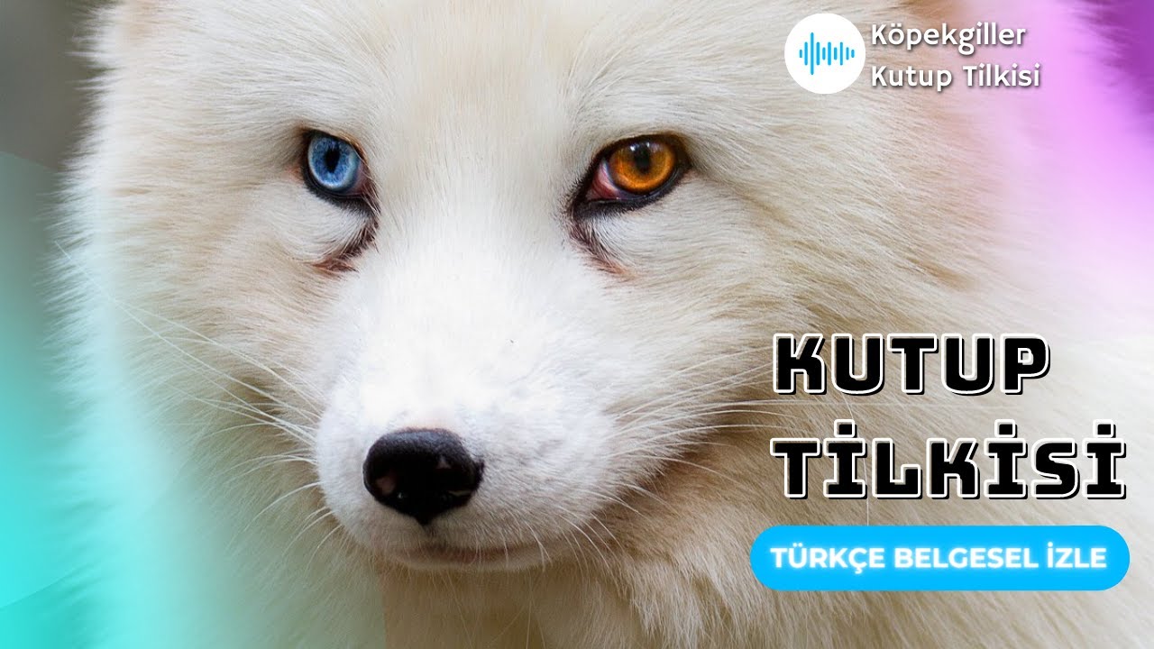 KutupTilkisi - Zorlu Koşullarda Hayatta Kalma Sanatı #belgesel #hayvanlar #video #florafauna