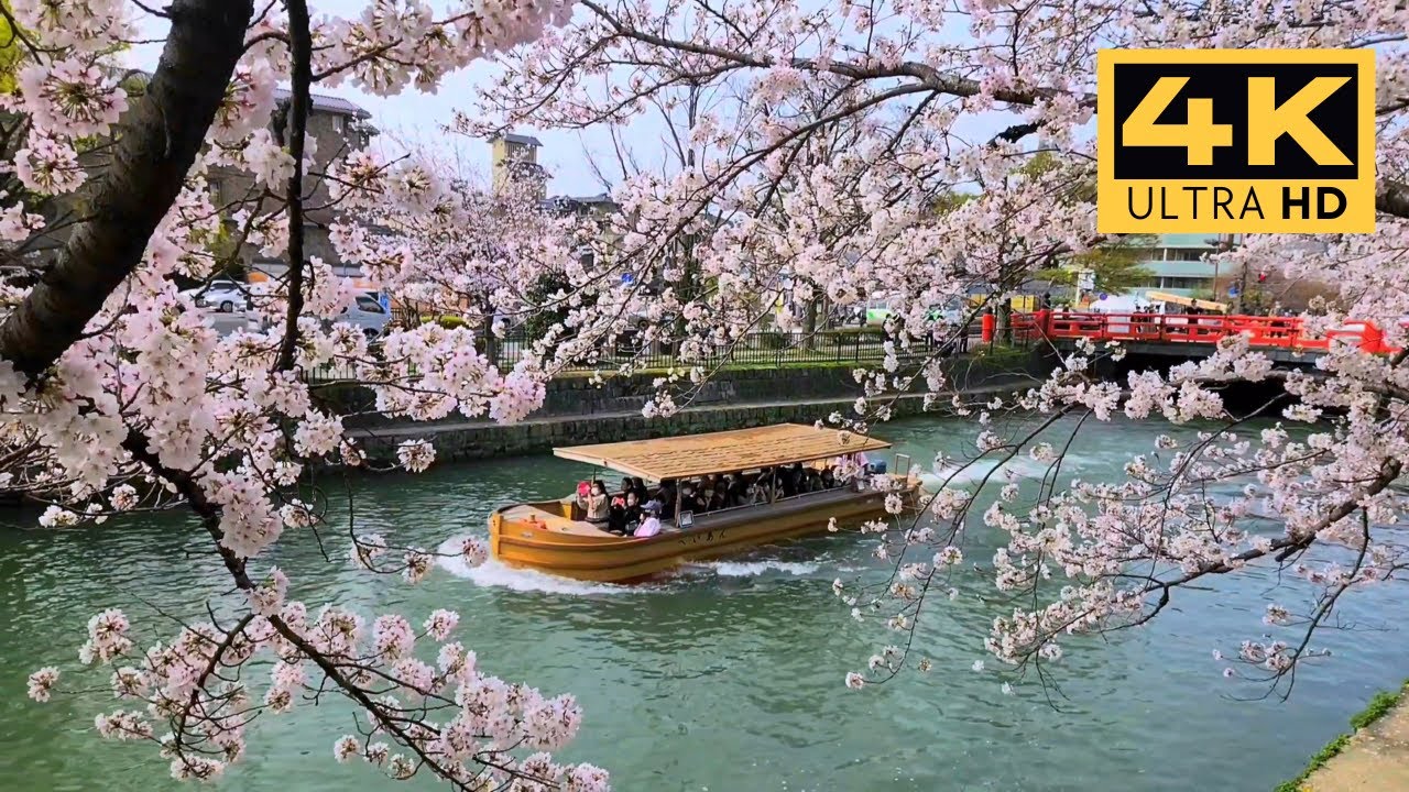 Kyoto in Spring: My memories of Sakura in the former imperial capital