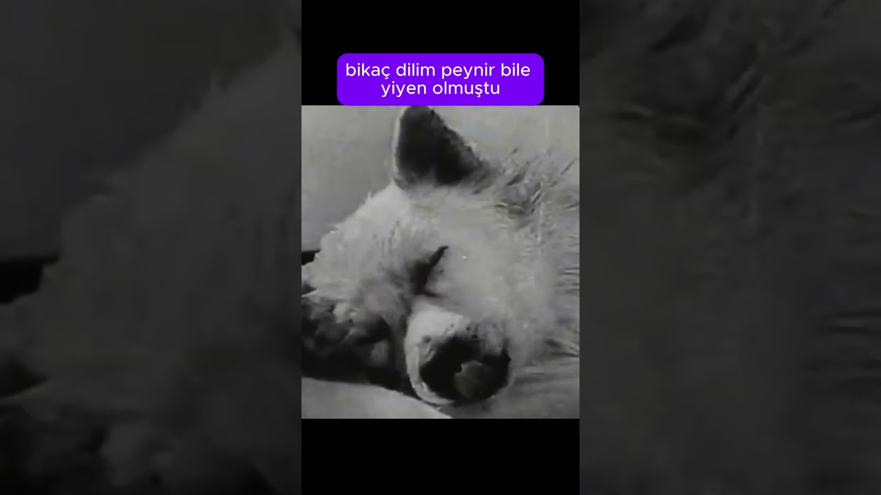 Ölü Köpekleri Dirilten Sovyet Bilim Adamının Şaşırtıcı Deneyi
