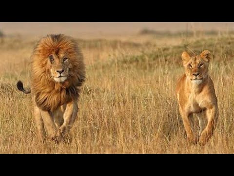 LA MANADA EN GUERRA / DOCUMENTAL