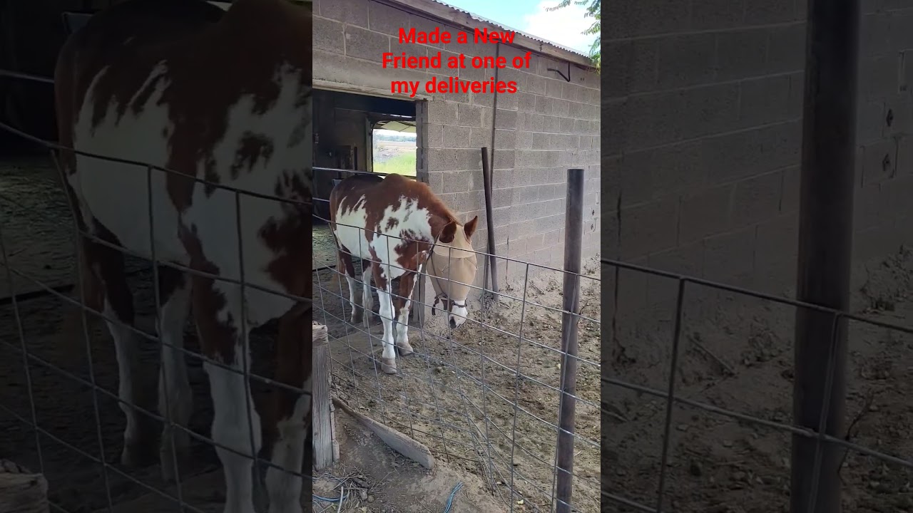 La Mesa New Mexico Delivery, came across a new friend 😀