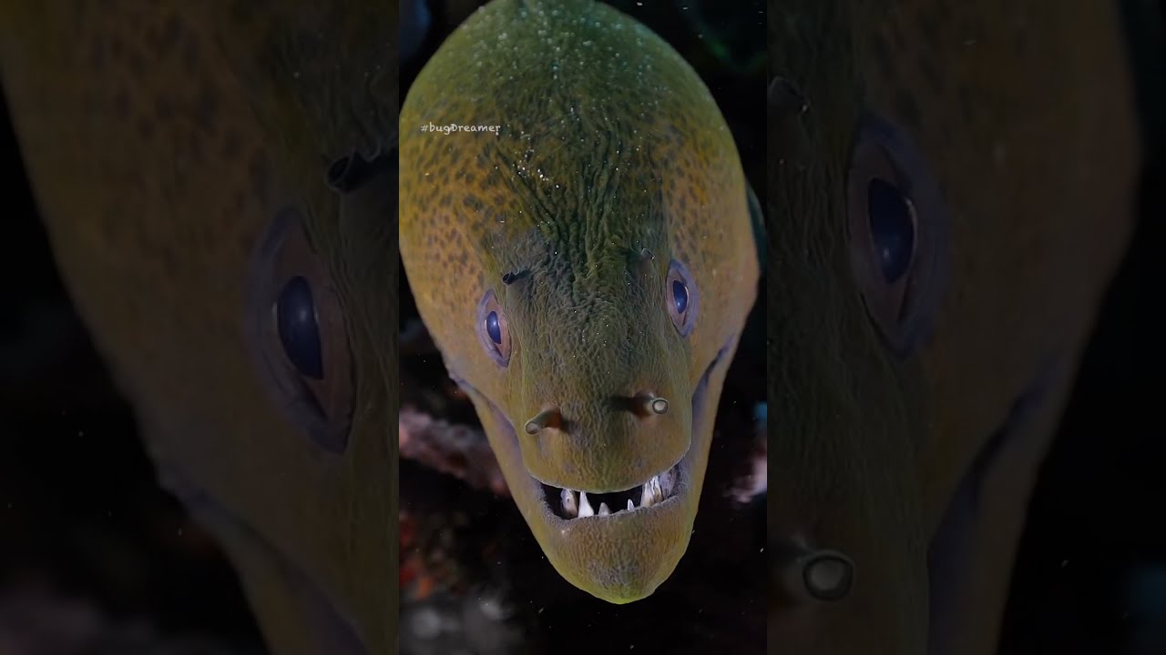 La morena gigante (Gymnothorax javanicus)