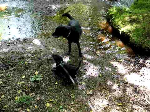 Lab x patterdale puppy playing with 11 yr old Lab