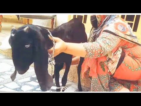 Ladies goat slaughtering video by Gull Baji Vlogs.part 2