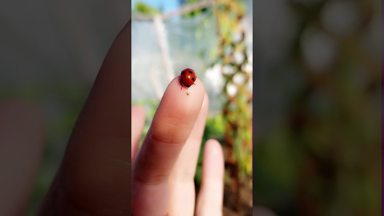 Lady bug poop!
