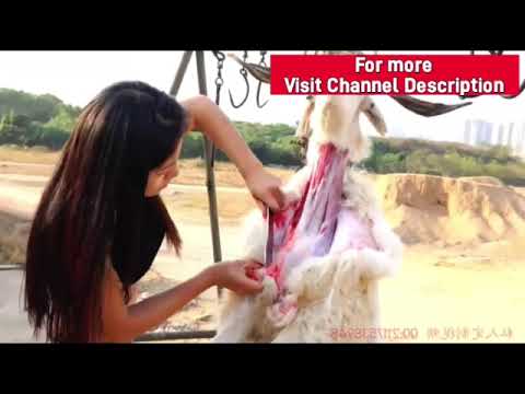 Lady Butcher after slaughter sheep | Lady slaughter sheep