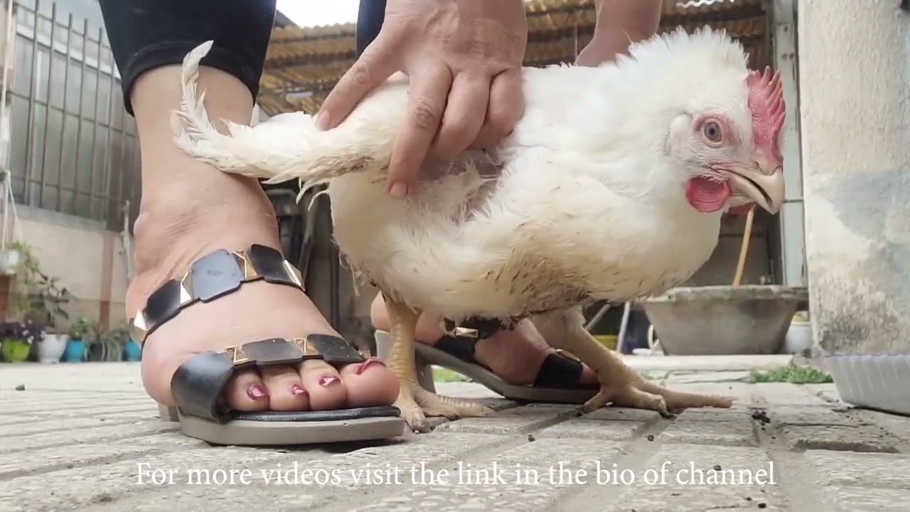 Lady butcher chicken/ Surya vlog