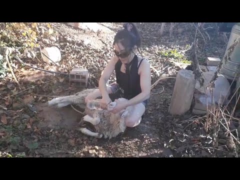 lady butcher goat/ fahima vlog