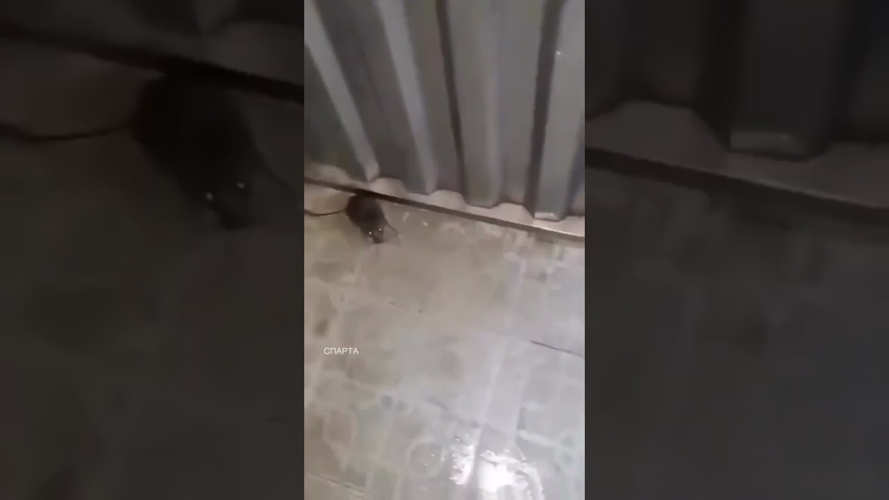 LAGIM FARESI SALDIRIYOR #shortvideo #reels #funny #sorts #youtubeshorts #foryou #trend