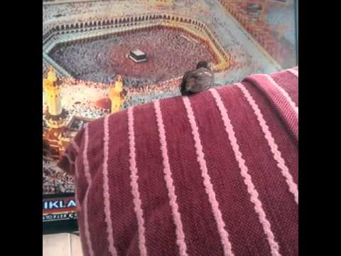 İlahi dinleyen serçe
