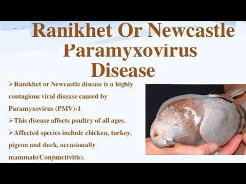 Lakwe or Jhoole ka desi ilaj - Paramyxovirus (PMV) Neck Twisting Treatment with Herbal Ingredients