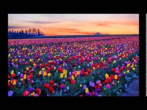 Lale Memmedova - Evlerinin Dalı Yonca