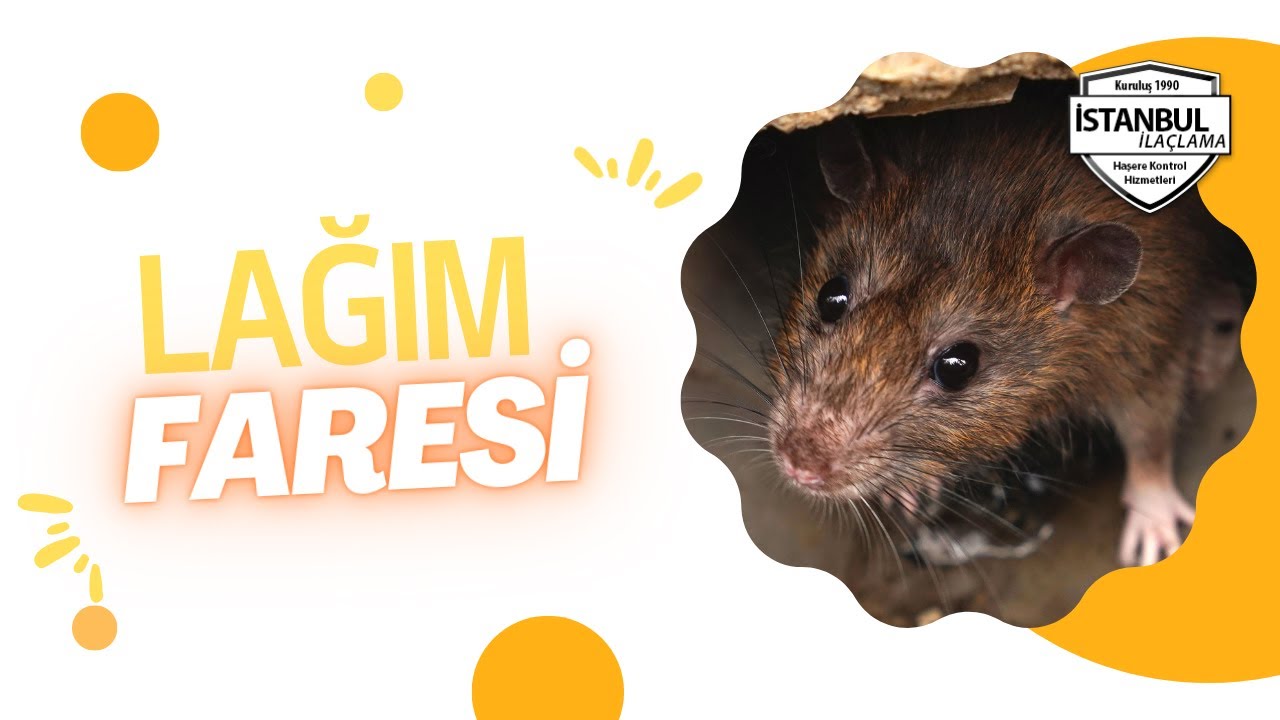 Lağım Faresi Hakkında bilgiler ve İlaçlama hizmeti | İstanbulilaclama.com