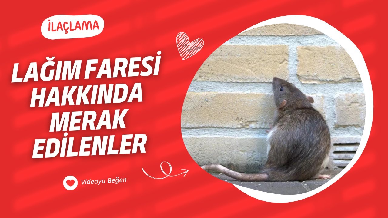 Lağım Faresi Hakkında Merak Edilenler - ilaclama.com.tr