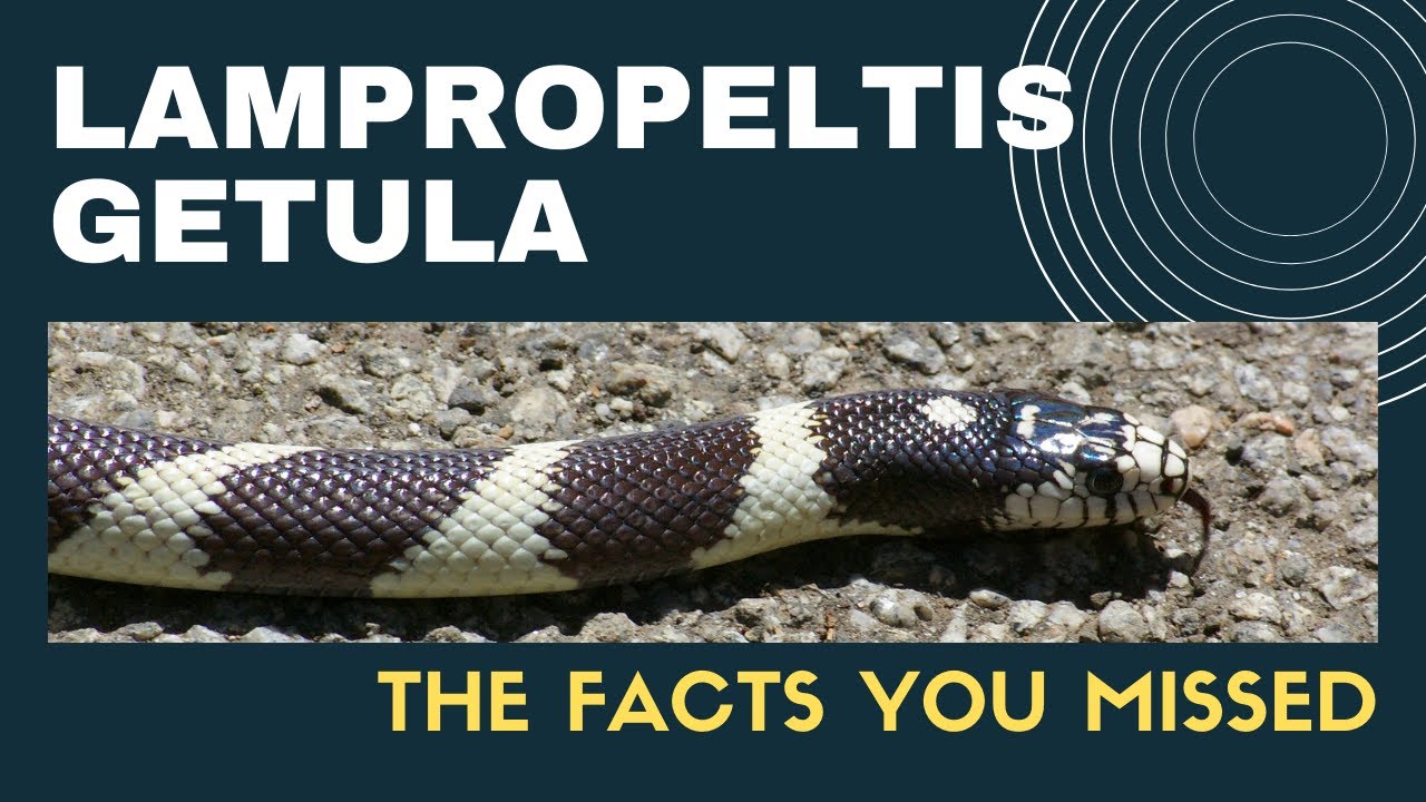 Lampropeltis Getula facts 🐍 harmless colubrid species endemic to the United States 🇺🇸 and Mexico 🇲🇽