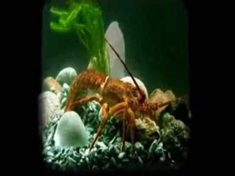 Langusta