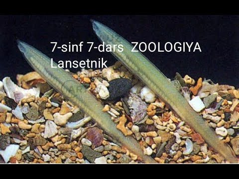 LANSETNIK.