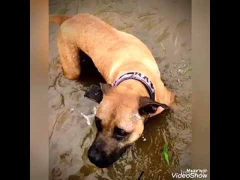 Lara APBT