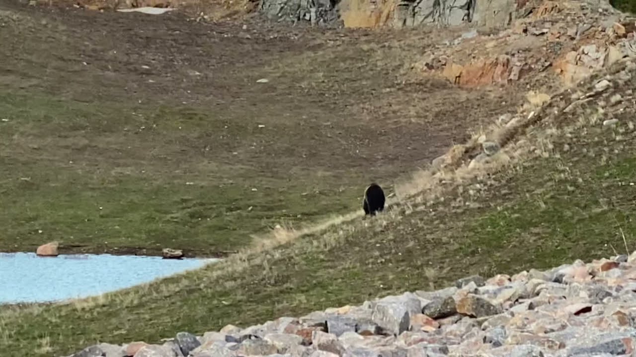 Large Male Grizzly Bear chases Female Black Bear and her Cub