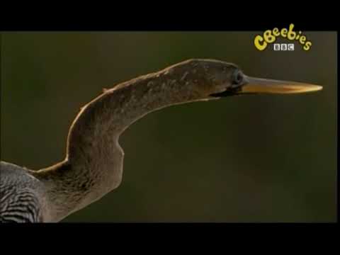 Las Peliculas de Mamá Mirabelle - El Okapi (Español Latino, Emision en MiTV/CBeebies)