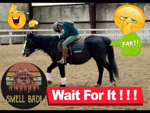 Laugh till you Cry / Gassiest Most Flatulent Fart Pony in the World ASMR FARTS