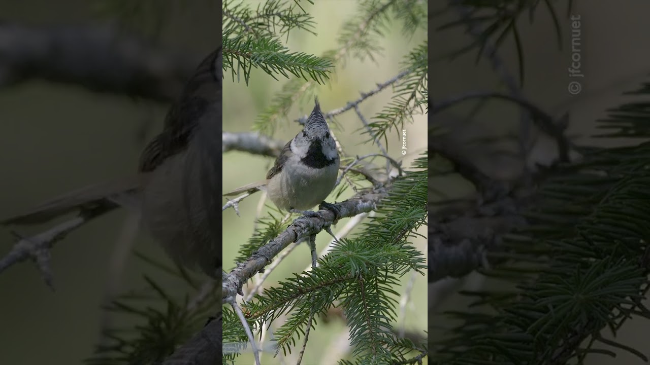LE CHANT DE LA MÉSANGE HUPPÉE