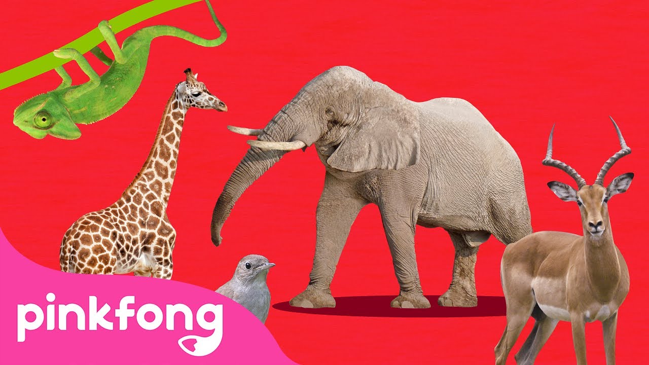 🚂Le Train ABC des Animaux | Chansons d'Animaux | Pinkfong, Bébé Requin! Chansons pour Enfants