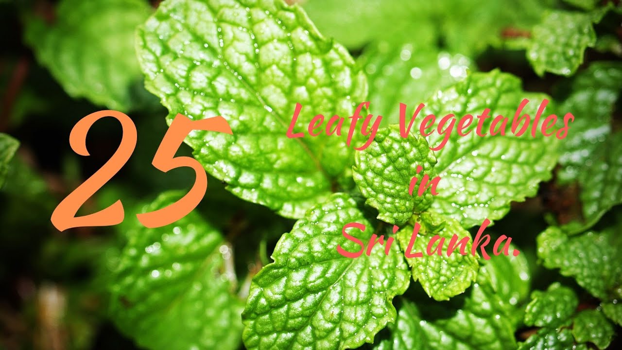 Leafy Vegetables in Sri Lanka | Green Leaves in Sri Lanka | Herbs in Sri Lanka.