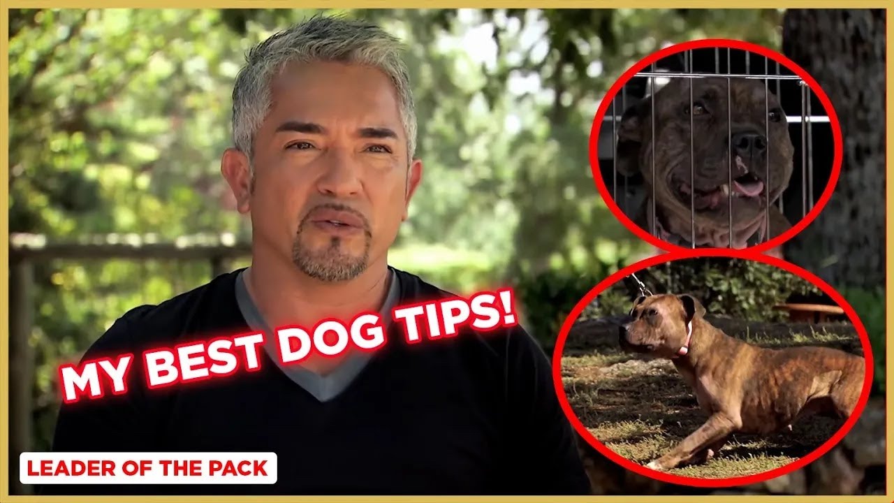 Learn the Basics of Dog Training (Staffordshire Bull Terrier) | Leader of the Pack