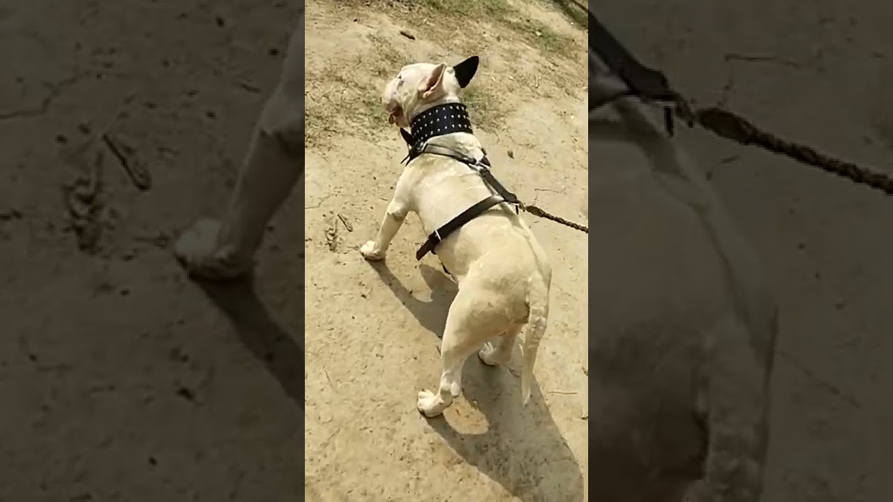 Leather Harnesses, Leashes , Collars Heavy Duty BrassChains ⛓️ , Double Parrot English BullTerrier