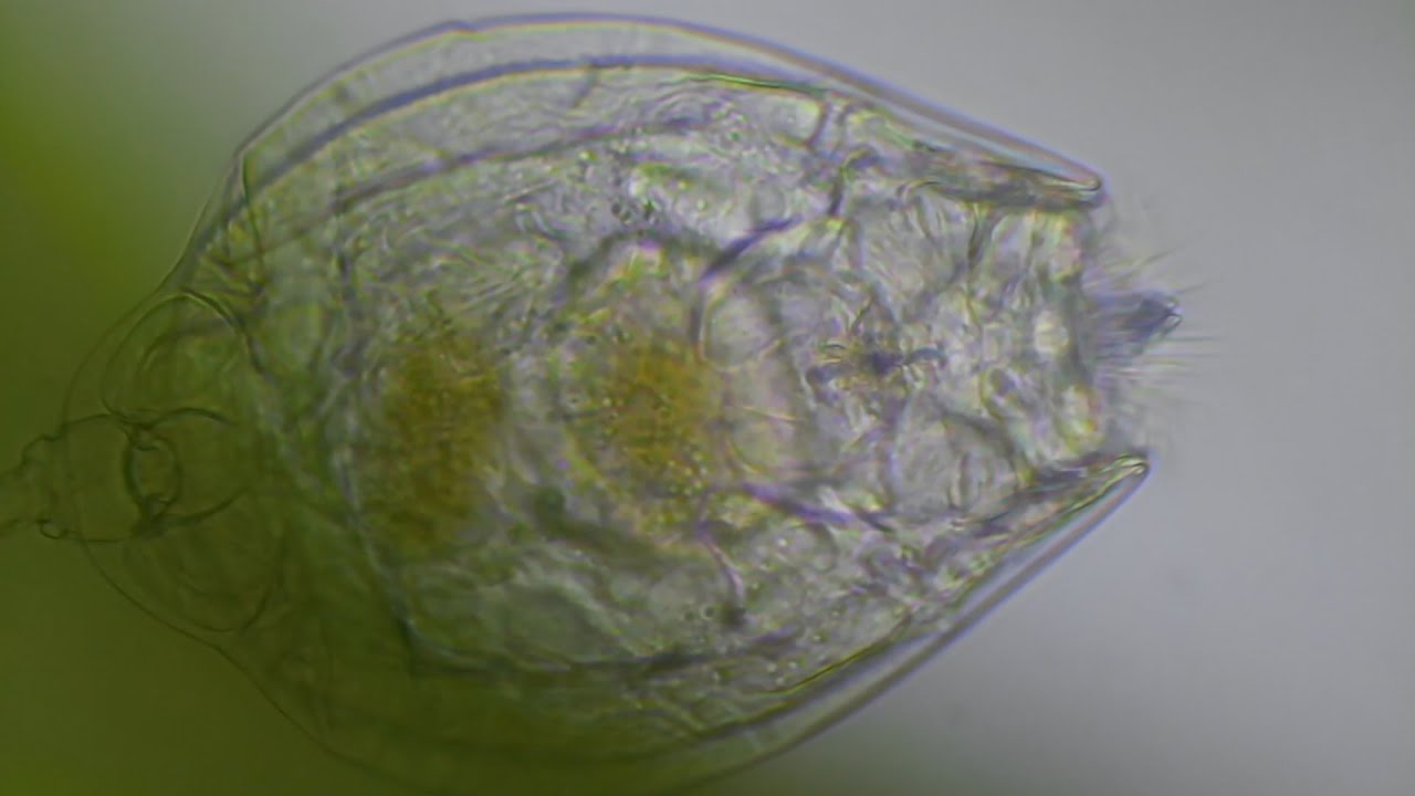 Lecane quadridentata
