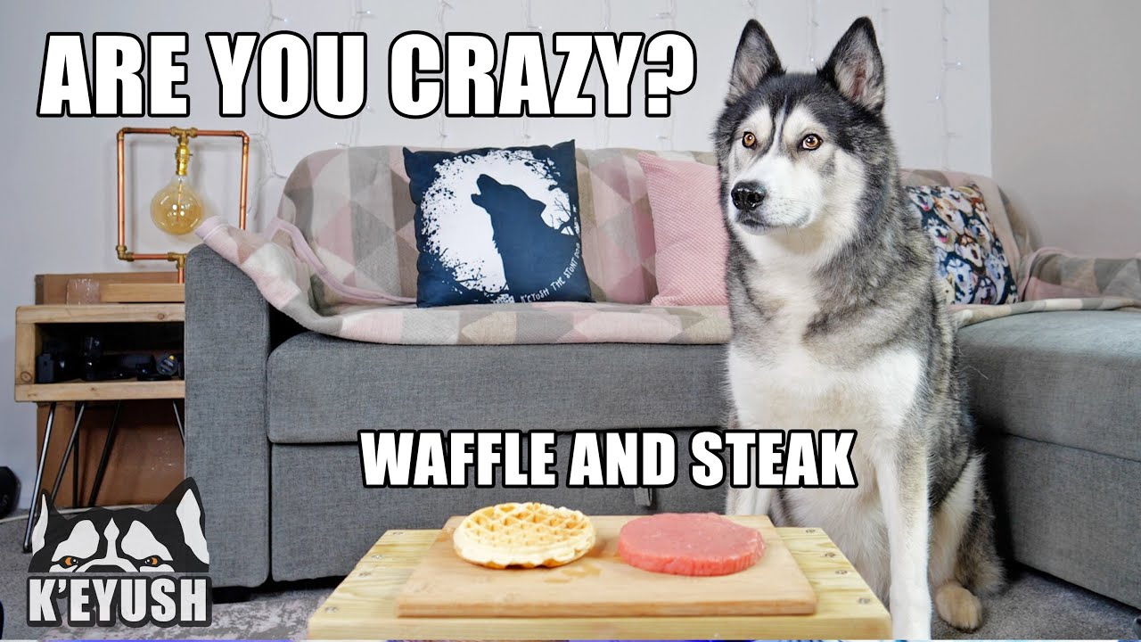 Left My Husky Alone With Steak And Waffles! He Can’t Believe it!