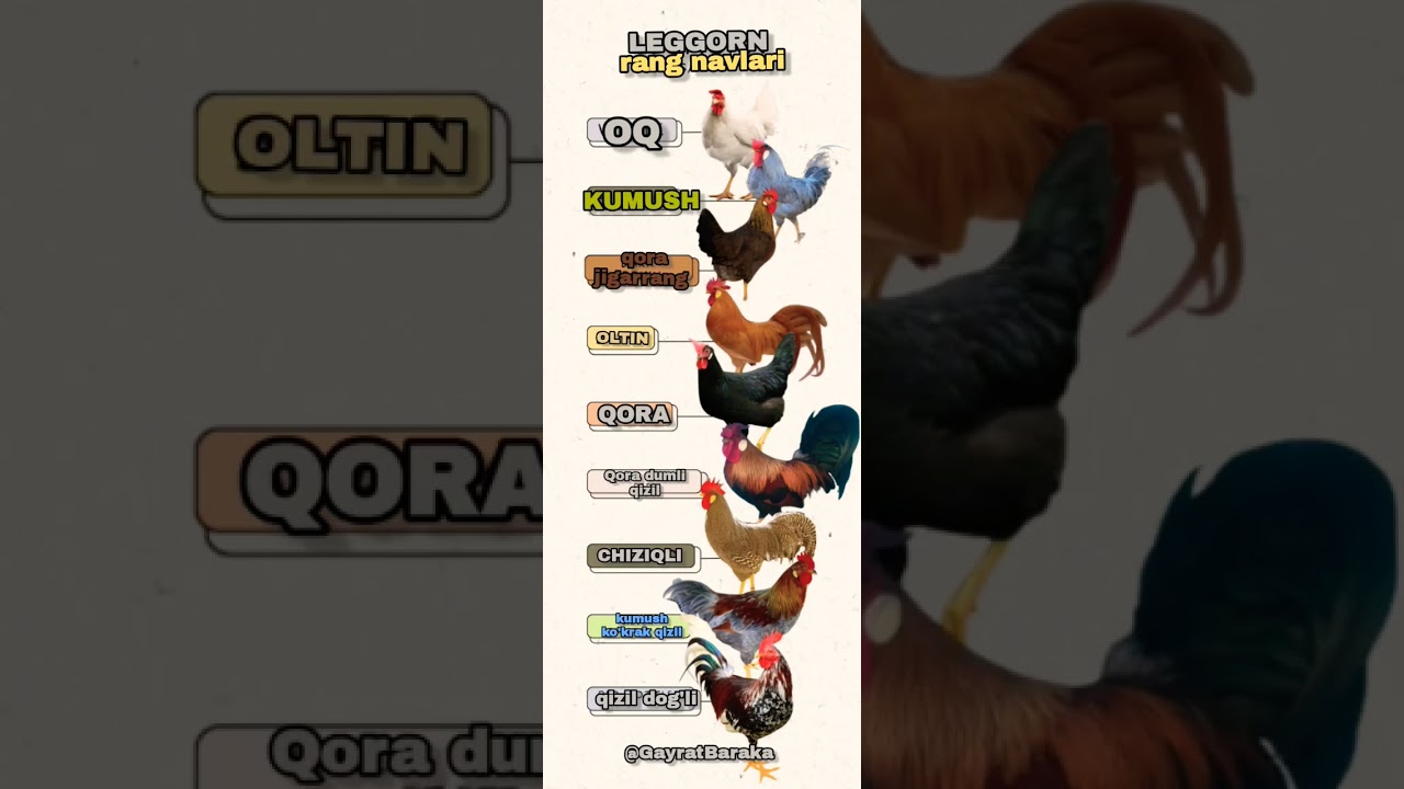 Leggorn Zoti rang navlari @GayratBaraka #shorts #tovuq #chicken #leghorn #leghorncolors #sertuxum