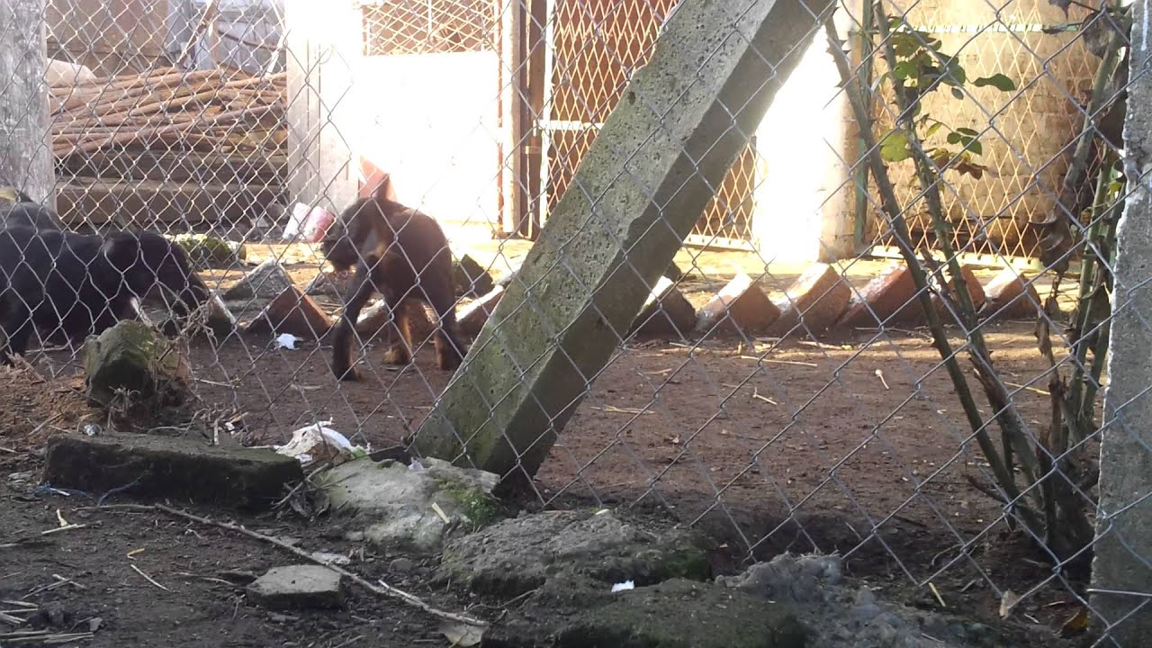 Leglo NLT-a (Cento x Ajka) - 3,5 meseca stari.