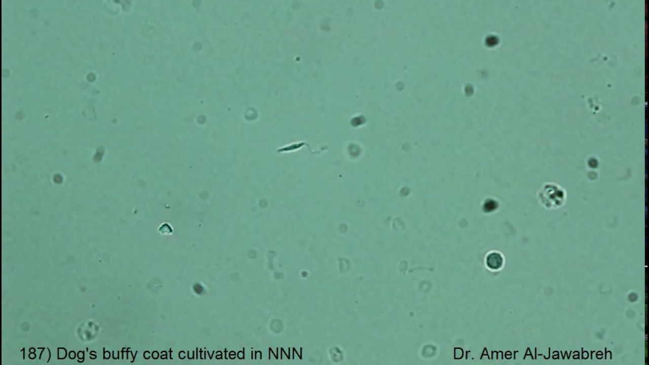 Leishmania infantum, promastigote
