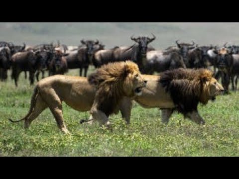 Leones Safari Mortal | Nat Geo Wild