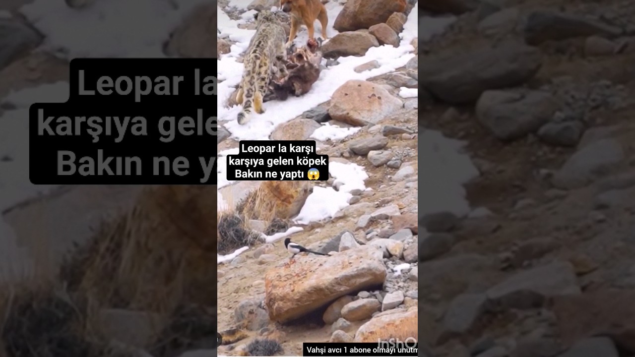 leopar la karşı karşıya gelen köpek bakın ne yaptı #kurt #belgesel #ayı #keşfet #dog #jaguar #köpek