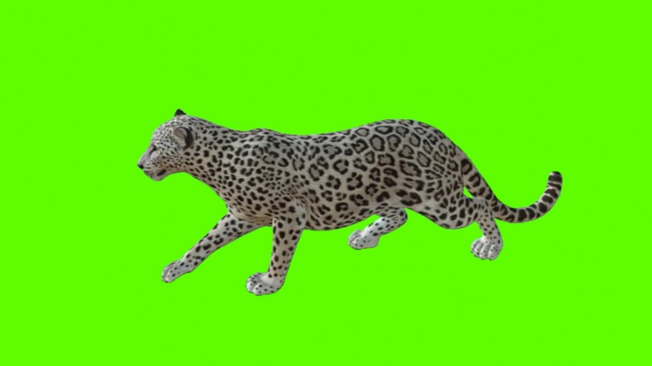 Leopard Green Screen Video | Leopard Green Screen Video With Voice Effects