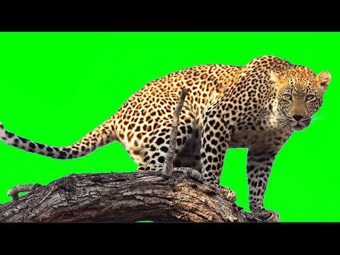 Leopard In Tree - GREEN  SCREEN [FREE USE]