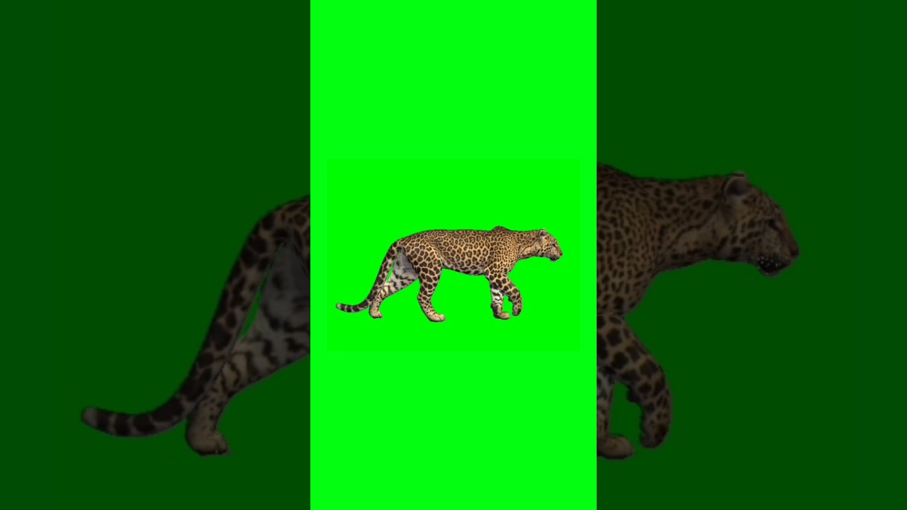 Leopard walking green screen video | Chroma key #leopard #animation #chromakey #shorts