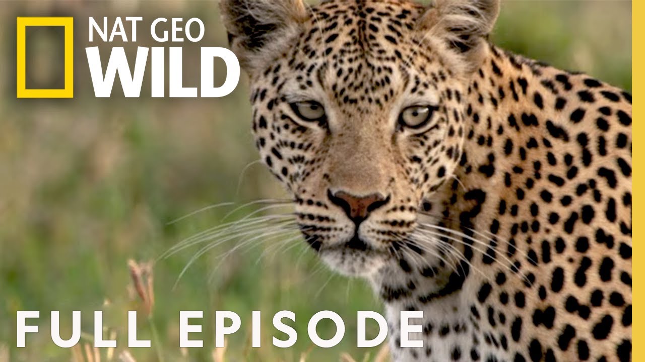 Leopard's Rock (Full Episode) | Savage Kingdom