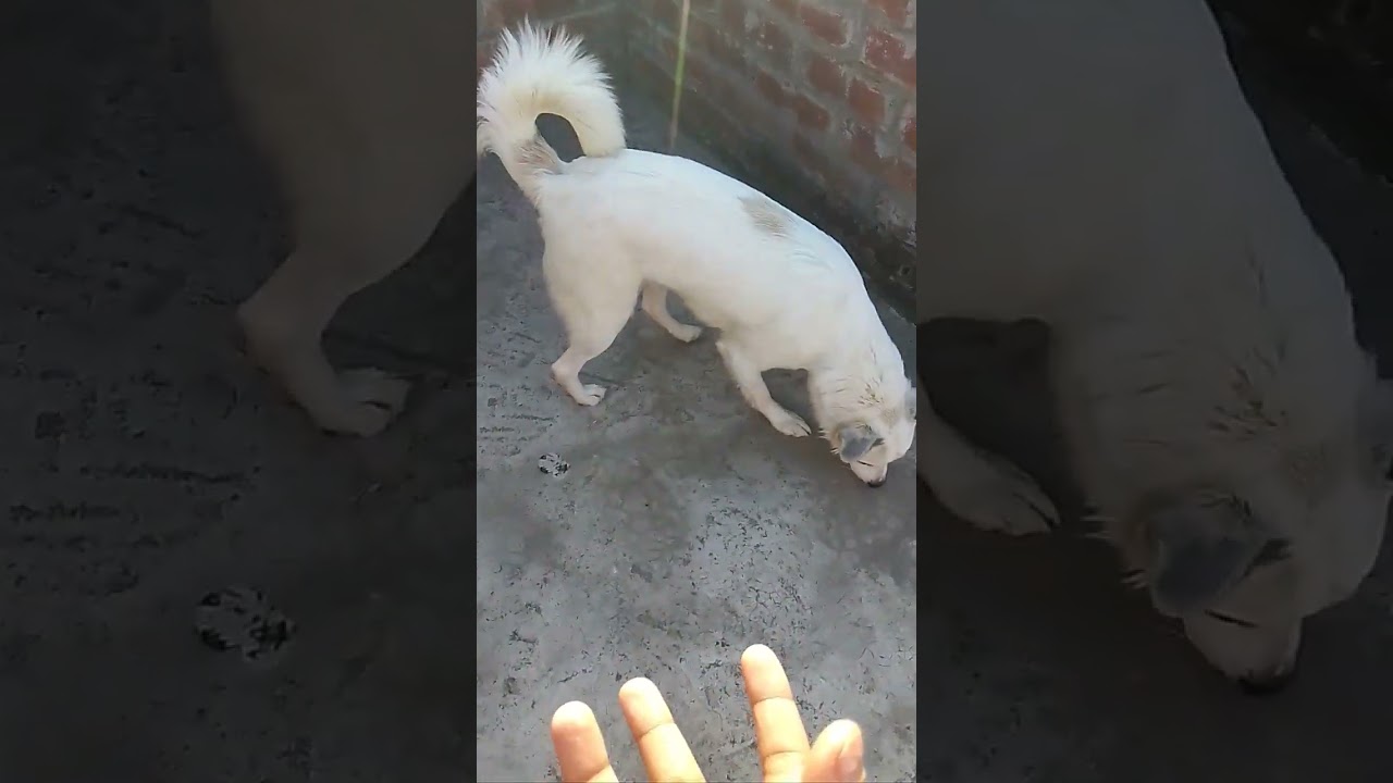 #leopartone