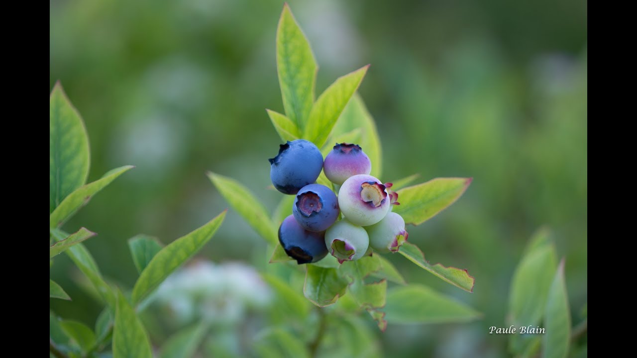 Les bleuets