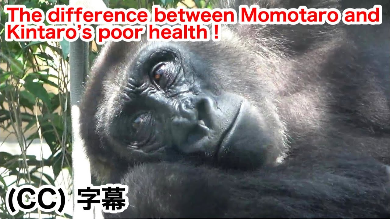Let me explain Kintaro's recovery in detail!  Better than Momotaro's case. gorilla