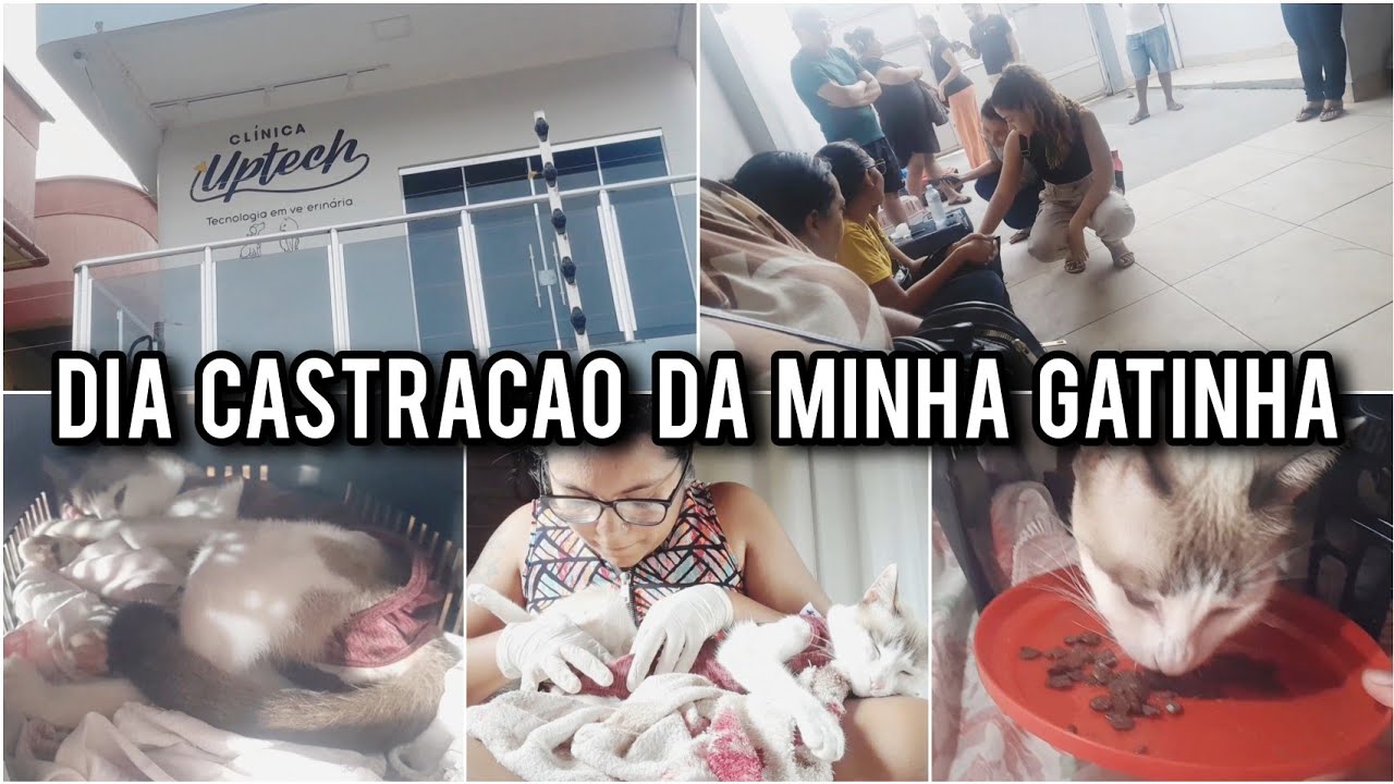 LEVEI A MINHA GATINHA PARA CASTRAR + CUIDADOS 🥹❤️✨️ (CastraMovel Gratuito)