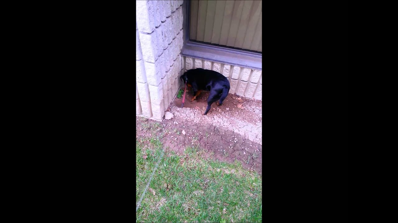 Lexa digs - Jagdterrier