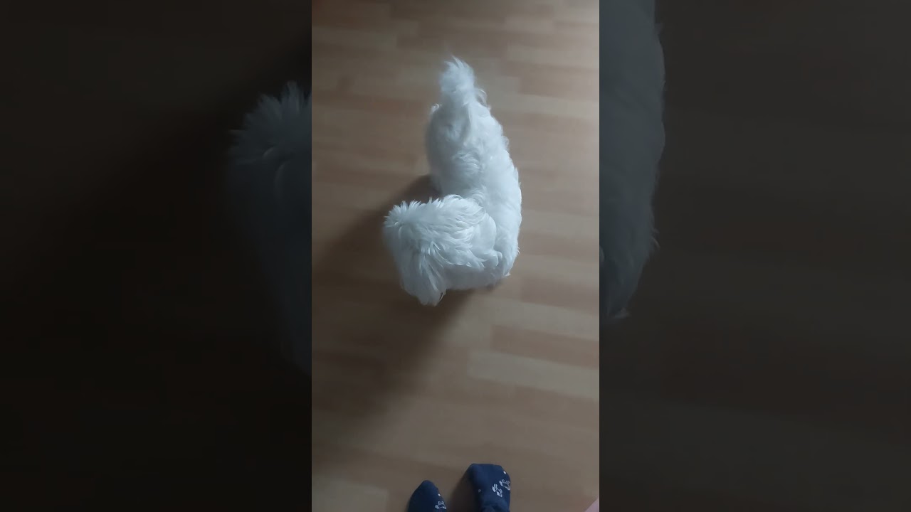 LEZBIZ