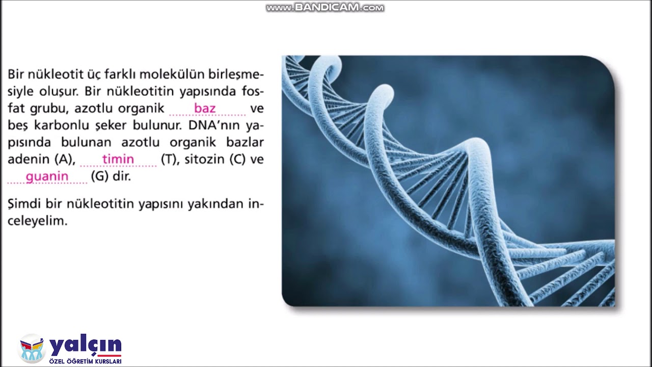 LGS-8.SINIF-DNA VE GENETİK KOD